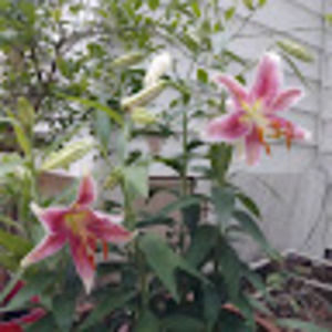 Meet your Posher, Tammy